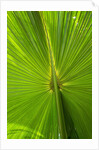 Hawaiian Fan Palm with Back lighting by Anonymous