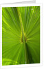 Hawaiian Fan Palm with Back lighting by Anonymous