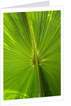 Hawaiian Fan Palm with Back lighting by Anonymous