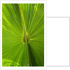 Hawaiian Fan Palm with Back lighting by Anonymous