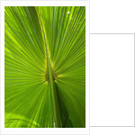 Hawaiian Fan Palm with Back lighting by Anonymous