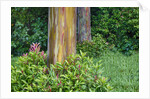 Rainbow Eucalyptus Trees (Eucalyptus deglupta) by Anonymous