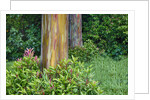 Rainbow Eucalyptus Trees (Eucalyptus deglupta) by Anonymous