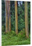 Rainbow Eucalyptus Trees (Eucalyptus deglupta) by Anonymous