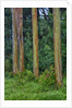 Rainbow Eucalyptus Trees (Eucalyptus deglupta) by Anonymous