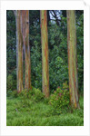 Rainbow Eucalyptus Trees (Eucalyptus deglupta) by Anonymous