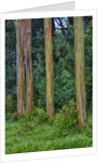 Rainbow Eucalyptus Trees (Eucalyptus deglupta) by Anonymous