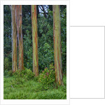 Rainbow Eucalyptus Trees (Eucalyptus deglupta) by Anonymous