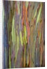 Rainbow Eucalyptus Trees (Eucalyptus deglupta) by Anonymous