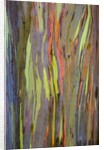 Rainbow Eucalyptus Trees (Eucalyptus deglupta) by Anonymous