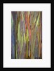 Rainbow Eucalyptus Trees (Eucalyptus deglupta) by Anonymous