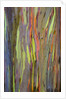 Rainbow Eucalyptus Trees (Eucalyptus deglupta) by Anonymous