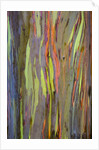 Rainbow Eucalyptus Trees (Eucalyptus deglupta) by Anonymous