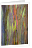Rainbow Eucalyptus Trees (Eucalyptus deglupta) by Anonymous