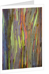 Rainbow Eucalyptus Trees (Eucalyptus deglupta) by Anonymous