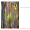 Rainbow Eucalyptus Trees (Eucalyptus deglupta) by Anonymous