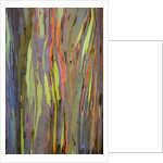 Rainbow Eucalyptus Trees (Eucalyptus deglupta) by Anonymous