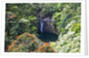Waterfall along the Hana Highway by Anonymous