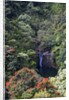 Waterfall along the Hana Highway by Anonymous