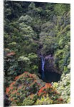 Waterfall along the Hana Highway by Anonymous