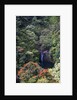 Waterfall along the Hana Highway by Anonymous