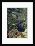 Waterfall along the Hana Highway by Anonymous