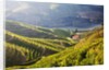 Terraced Vineyards lining the hills of the Duoro Valley by Anonymous