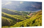Terraced Vineyards lining the hills of the Duoro Valley by Anonymous
