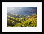 Terraced Vineyards lining the hills of the Duoro Valley by Anonymous