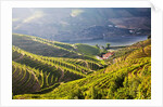 Terraced Vineyards lining the hills of the Duoro Valley by Anonymous