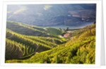 Terraced Vineyards lining the hills of the Duoro Valley by Anonymous