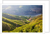 Terraced Vineyards lining the hills of the Duoro Valley by Anonymous