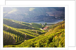 Terraced Vineyards lining the hills of the Duoro Valley by Anonymous