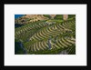 Terraced Vineyards lining the hills of the Duoro Valley by Anonymous