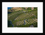 Terraced Vineyards lining the hills of the Duoro Valley by Anonymous