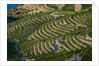 Terraced Vineyards lining the hills of the Duoro Valley by Anonymous