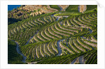 Terraced Vineyards lining the hills of the Duoro Valley by Anonymous