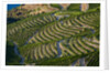 Terraced Vineyards lining the hills of the Duoro Valley by Anonymous