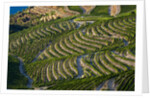 Terraced Vineyards lining the hills of the Duoro Valley by Anonymous