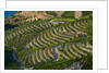 Terraced Vineyards lining the hills of the Duoro Valley by Anonymous