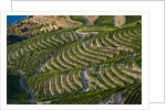 Terraced Vineyards lining the hills of the Duoro Valley by Anonymous