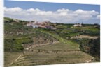 Terraced Vineyards lining the hills of the Duoro Valley by Anonymous