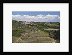 Terraced Vineyards lining the hills of the Duoro Valley by Anonymous