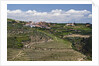 Terraced Vineyards lining the hills of the Duoro Valley by Anonymous