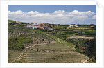 Terraced Vineyards lining the hills of the Duoro Valley by Anonymous