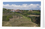 Terraced Vineyards lining the hills of the Duoro Valley by Anonymous
