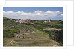 Terraced Vineyards lining the hills of the Duoro Valley by Anonymous