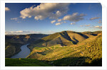 Terraced Vineyards lining the hills of the Duoro Valley by Anonymous