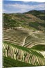 Terraced Vineyards lining the hills of the Duoro Valley by Anonymous