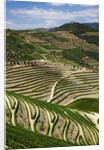 Terraced Vineyards lining the hills of the Duoro Valley by Anonymous